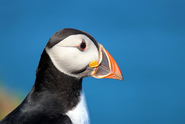 Birdwatching in Malta – A Paradise for Ornithologists.